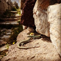 Close-up of lizard on rock