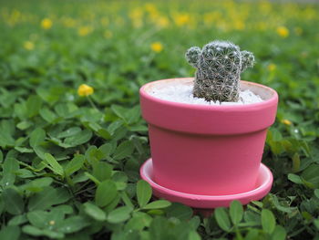 Close-up of small potted plant on field