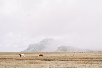 Scenic view of horses grazing in meadow