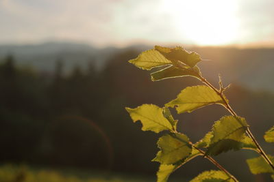 Close-up of plant against sky