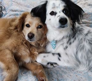 Close-up portrait of dogs