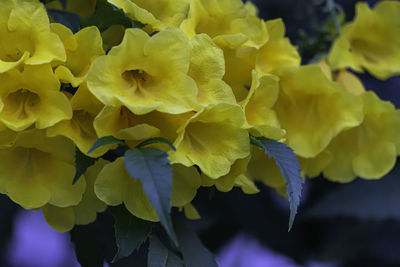 Close-up of yellow flowering plant