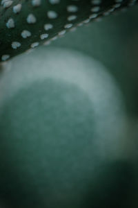 Full frame shot of raindrops on plant