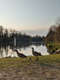 View of birds on lake at sunset