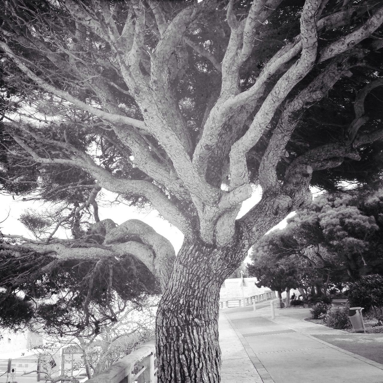 tree, growth, tree trunk, branch, nature, road, the way forward, tranquility, treelined, park - man made space, street, beauty in nature, footpath, outdoors, shadow, day, tranquil scene, sunlight, scenics, no people