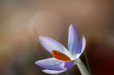 Close-up of purple crocus flower