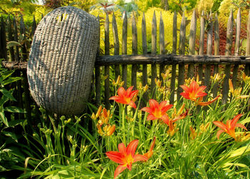 Close-up of plants growing outdoors