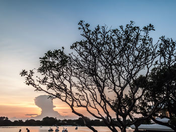 Low angle view of silhouette tree against sky during sunset