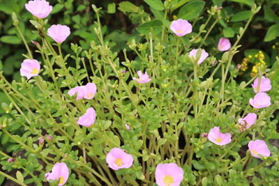 Close-up of pink flowering plants