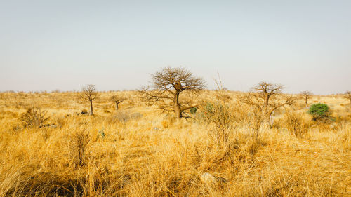 Scenic view of field against clear sky