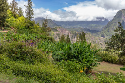 Scenic view of a green landscape with mountain range at island reunion