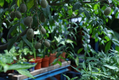 Close-up of fruits growing on tree