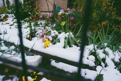 Flowers growing outdoors