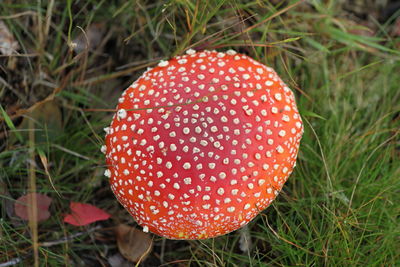 Close-up of mushroom growing on field