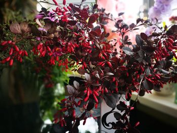 Close-up of red flowering plant