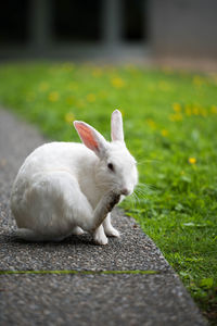 Close-up of white rabbit by grass
