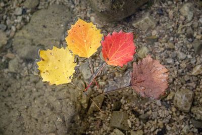 High angle view of dry leaves on ground