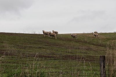 Sheeps in a field, australia