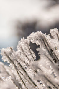 Close-up of snow on twig