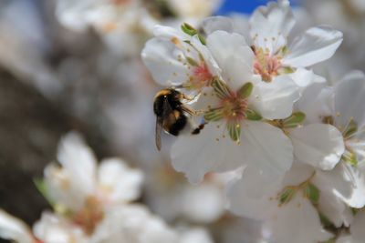 Bee pollinating on white flowers