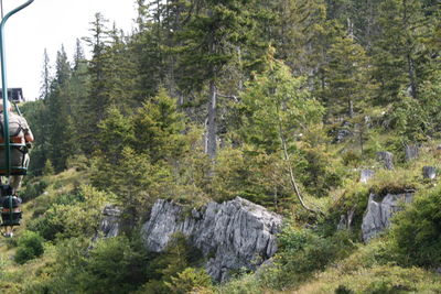 Trees in forest