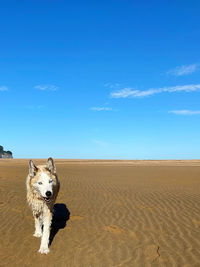 Portrait of dog on land against sky