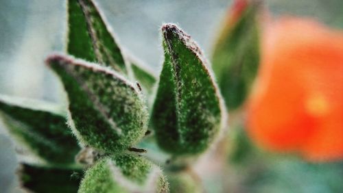 Close-up of leaves