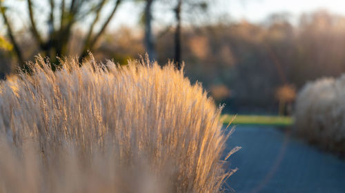 grass
