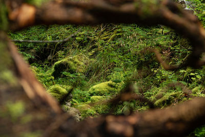 Close-up of moss growing on tree trunk