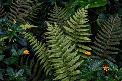 High angle view of fresh green plants