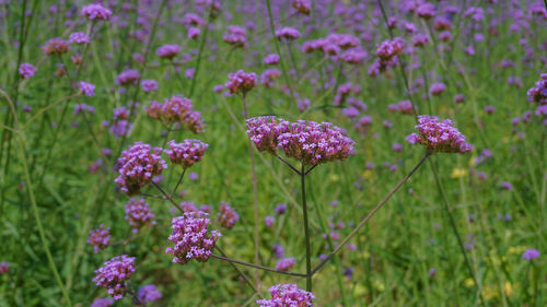 Close-up of purple flowering plants on field