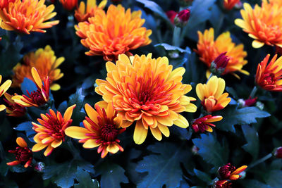 High angle view of orange flowering plants