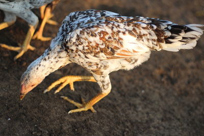 Close-up of chiken