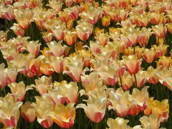 Full frame shot of yellow flowers