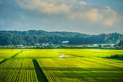 Scenic view of agricultural field against sky