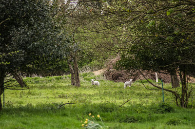 Cows grazing on grassy field