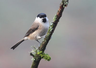 Bird perching on a branch