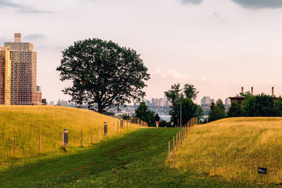 Trees on field against sky