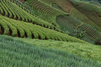 Scenic view of agricultural field