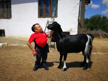 Man standing by goat on field at barn during sunny day