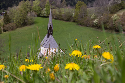 Yellow flowering plants on field