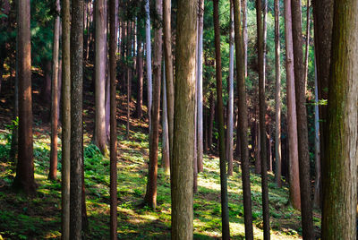 View of trees in forest