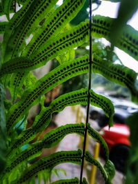 Close-up of green leaves