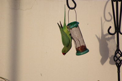 Close-up of a hanging on wall