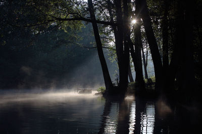 Scenic view of lake in forest