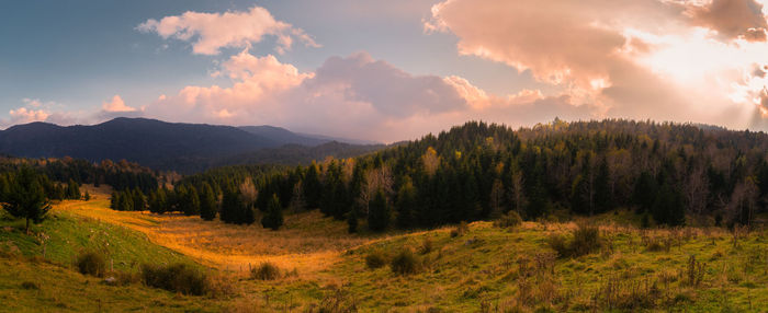 Panoramic shot of trees and plants against sky