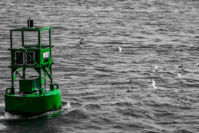 Seagulls on a sea