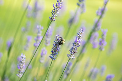 Bee collecting pollen from a lavender plant in a summer garden