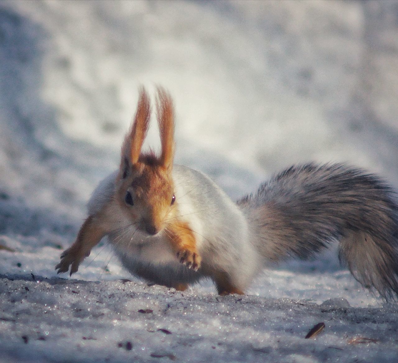 animal, animal themes, animal wildlife, mammal, squirrel, one animal, whiskers, wildlife, rodent, no people, nature, outdoors, side view, land, close-up, day, eating, selective focus, rabbit, animal hair