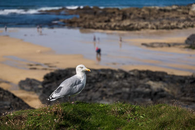 Seagull perching on a land